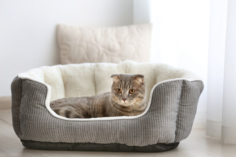 Cat Litter Price Sensitivity and Retailer Value Perception